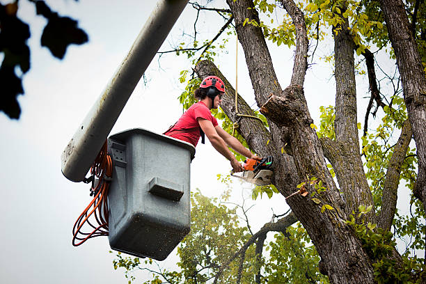 Best Tree Health Inspection  in Cape Neddick, ME